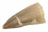 1 1/2" to 2" Fossil Mosasaur Teeth - Morocco - Photo 4